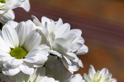 Close-up of white flowers blooming outdoors