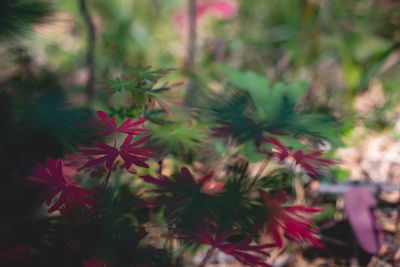 Close-up of red flowering plants