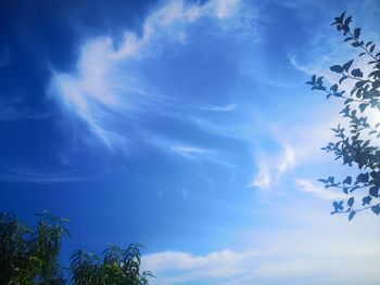 Low angle view of tree against sky