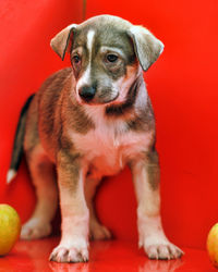 Portrait of puppy sitting against red background