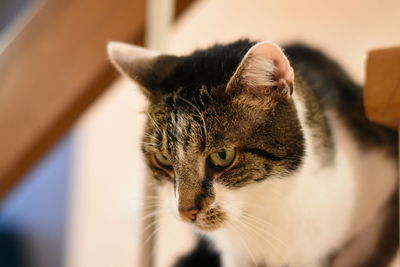 Close-up of a cat at home