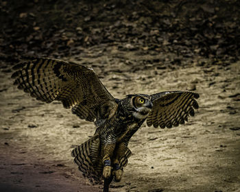 Close-up of eagle owl landing at beach