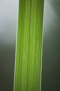 Close-up of palm leaf