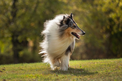 Close-up of dog looking away running on field