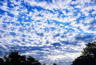 Low angle view of silhouette trees against blue sky