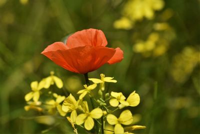 Close-up of red flowering plant