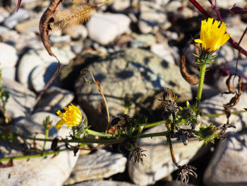 Close-up of yellow flowering plant
