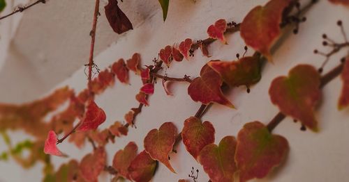 Close-up of red leaves on plant against wall