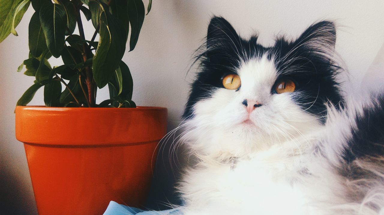 domestic cat, potted plant, indoors, pets, close-up, domestic animals, one animal, animal themes, whisker, cat, flooring, mammal, feline, houseplant, growth, no people, zoology