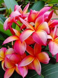 Close-up of pink flowers