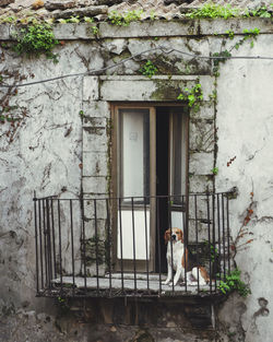 View of a dog sitting on building