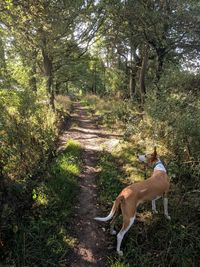 Dog in the forest