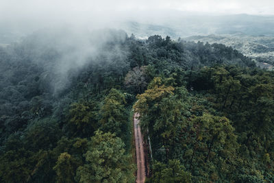 Scenic view of forest