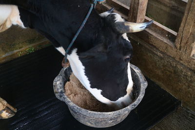 A cow is eating food in a large black container. 