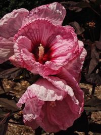 Close-up of pink flowers