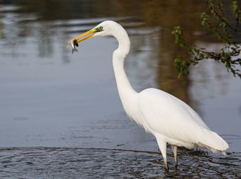 Airone bianco con pesce in bocca