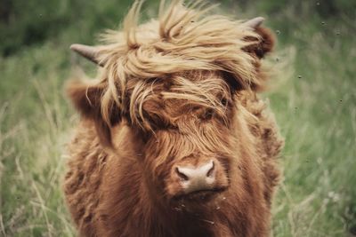 Close-up of highland cattle on field