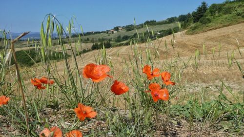 Close-up of poppy flowers growing on field