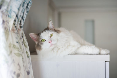 Portrait of white cat relaxing at home