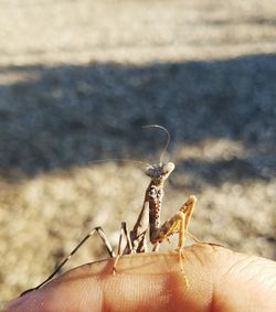 Close-up of hand holding insect