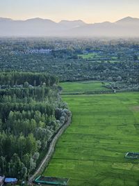 green