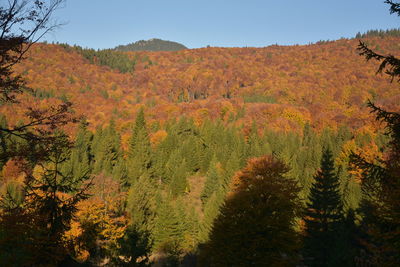 Scenic view of forest during autumn