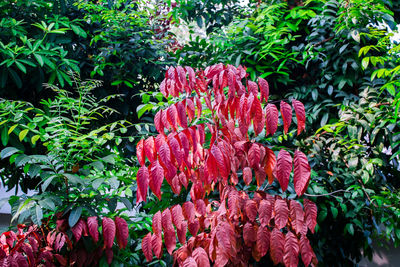 Close-up of pink flowering plants