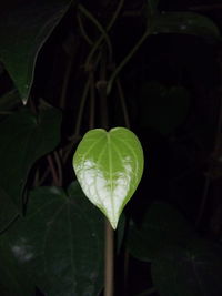 Close-up of heart shape leaf