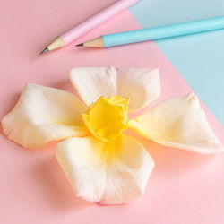 High angle view of pink flower on table