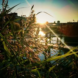 Sun shining through plants on field