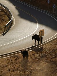 Dogs walking on road