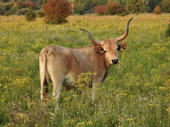 Horse standing in a field