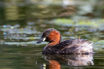 Duck swimming in lake