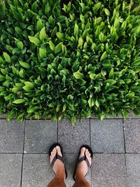 Low section of person standing on footpath by plants