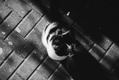 High angle portrait of cat relaxing outdoors