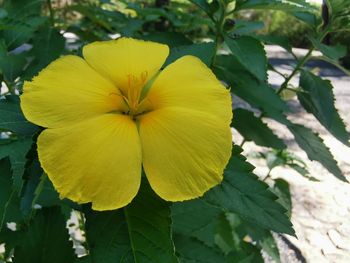 Close-up of yellow flowering plant