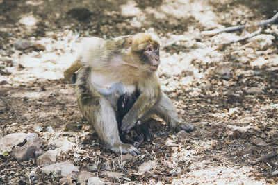 Close-up of monkey on field