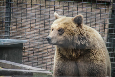 Close-up of lion in zoo