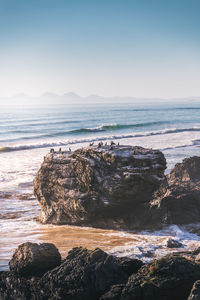 Seabirds on a rock in the surf of the. roth atlantic ocean. scotland. 