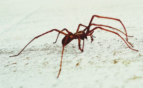 Close-up of insect