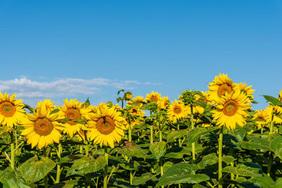 Yellow flowering plants on field against clear sky