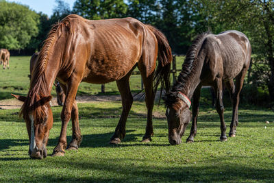 Horses grazing in a field