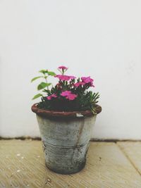 Close-up of potted plant on table against wall