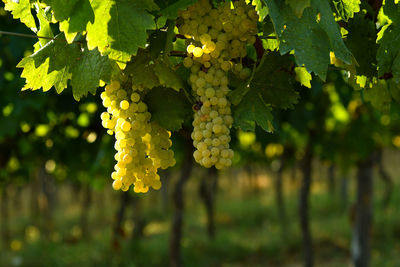 Close-up of grapes growing in vineyard