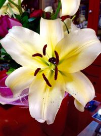 Close-up of white orchid blooming outdoors