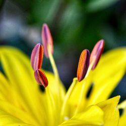 Close-up of yellow flowering plant