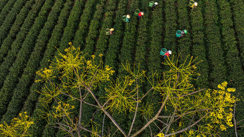 Close-up of flowering plants