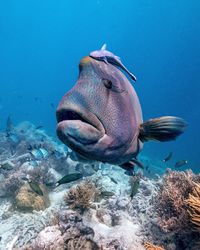 Close-up of fishes swimming in sea