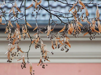 Close-up of snow on branch