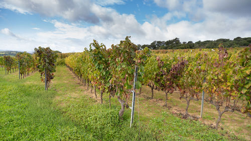 Scenic view of vineyard against sky